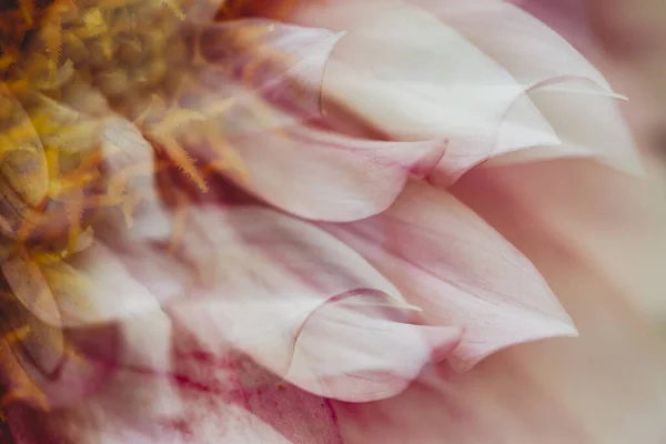 Close Abstrakcyjny Widok Różowy Biały Kwiat Dahlii — Zdjęcie stockowe