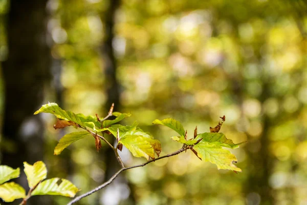 Буковые Леса Национального Парка Абруццо Осенью Италия — стоковое фото