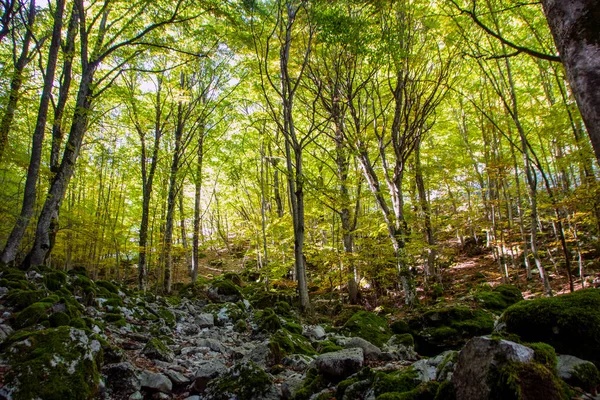 Beukenbossen Van Het Nationale Park Abruzzo Herfst Italië — Stockfoto