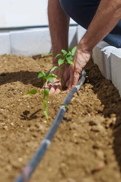 Close Van Een Jonge Boer Die Tomaten Plant Biologische Tuin — Stockfoto