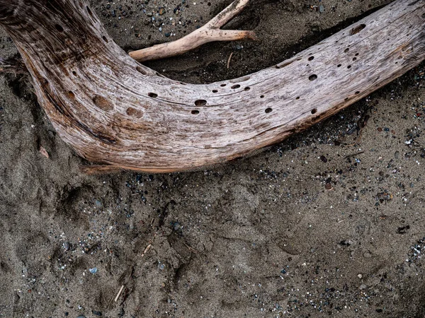 Λεπτομέρεια Της Driftwood Στηρίζεται Αμμώδη Παραλία — Φωτογραφία Αρχείου