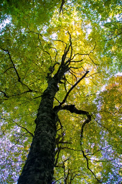 Las Bukowy Abruzji Jesienią Włochy — Zdjęcie stockowe