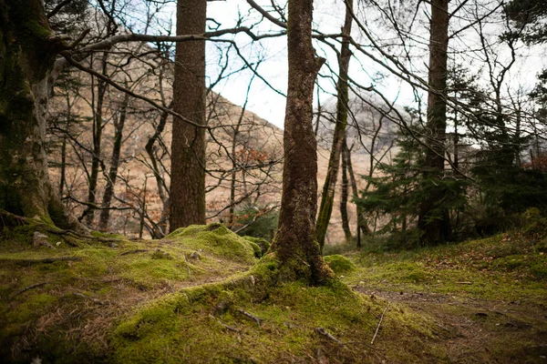 苏格兰高地森林里的树木和小径 — 图库照片