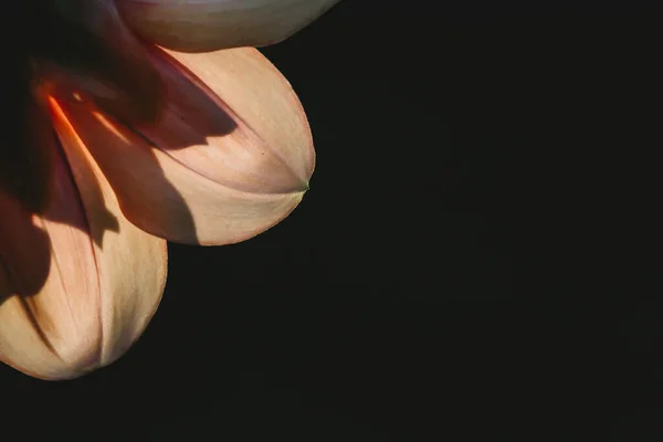 Вид Зворотній Бік Пелюсток Рожевої Далії Темному Фоні — стокове фото