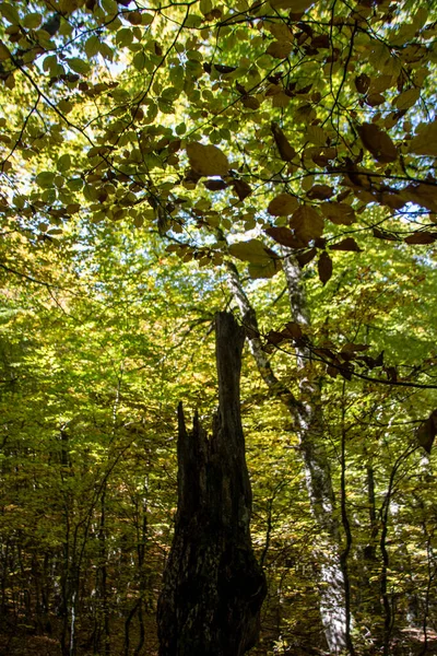Ξύλινα Δάση Του Εθνικού Πάρκου Abruzzo Φθινόπωρο Ιταλία — Φωτογραφία Αρχείου