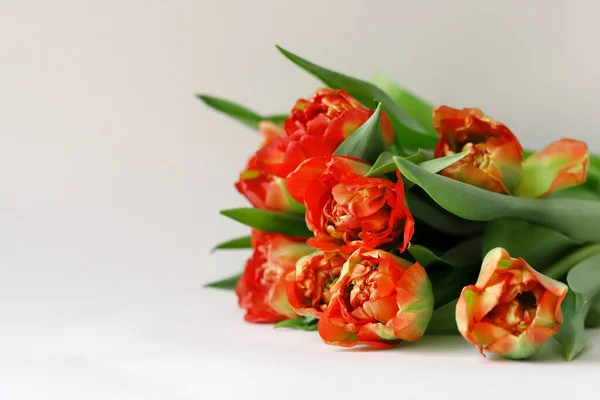 Tulp Bloemen Boeket Oranje Rood Witte Achtergrond — Stockfoto