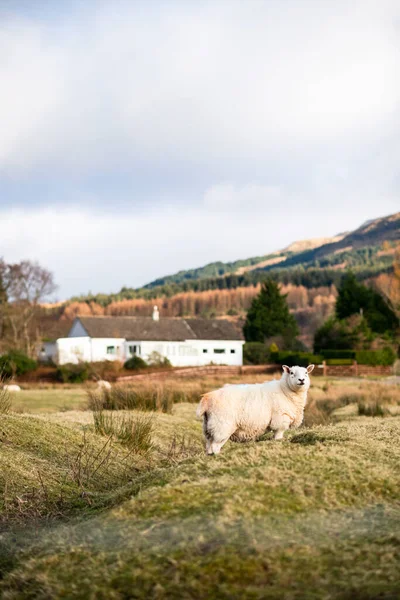 Sheep Field Scottish Highlands — Stock Photo, Image