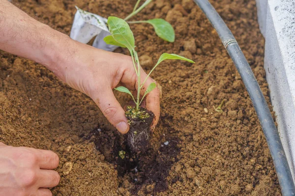Gros Plan Des Mains Agriculteur Plantant Une Petite Plante Concombre — Photo