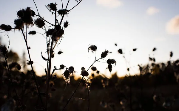 silhouette of wild flowers in a field at sunset