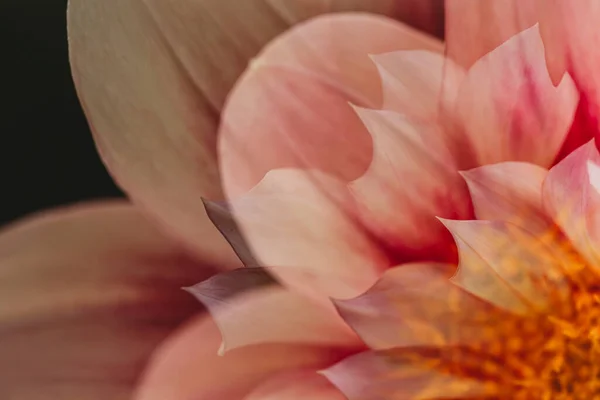 Pembe Beyaz Yıldız Çiçeğinin Soyut Görüntüsü — Stok fotoğraf