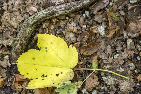 Daun Kuning Gugur Latar Belakang Hutan Beech Taman Nasional Abruzzo — Stok Foto