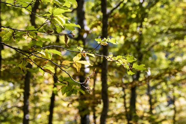 Talya Sonbaharda Abruzzo Ulusal Parkı Nın Kayın Ormanları — Stok fotoğraf
