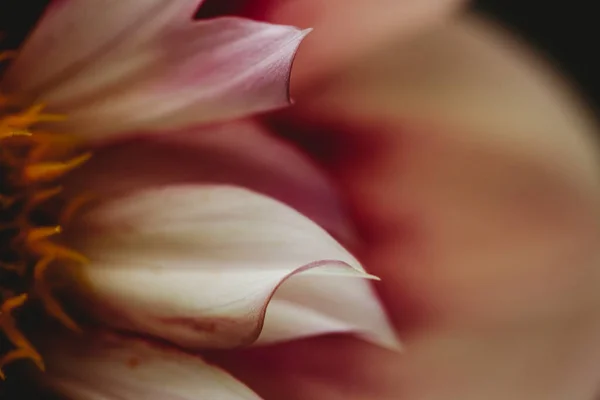 Widok Bliska Różowy Biały Płatki Kwiatów Dahlia — Zdjęcie stockowe