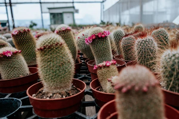 Pequeño Cactus Floreciendo Macetas Centro Del Jardín — Foto de Stock