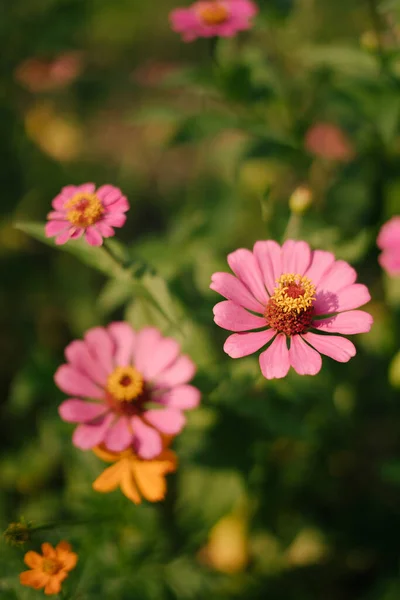 Красиві Рожеві Літні Квіти Природі — стокове фото