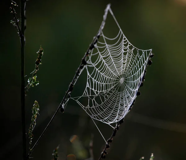 Păianjen Web Ramură Woods — Fotografie, imagine de stoc