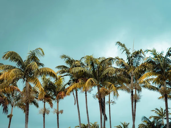 Palmeras Contra Cielo Azul Miami —  Fotos de Stock