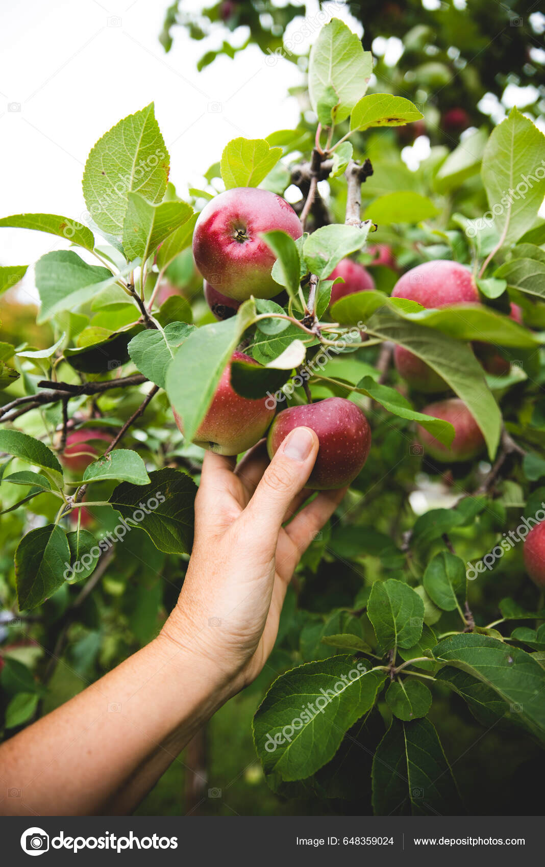 잘 익은 사과가 많이 달린 사과나무 사진 – Unsplash의 무료 포근한 가을 이미지, image size:1068x1700