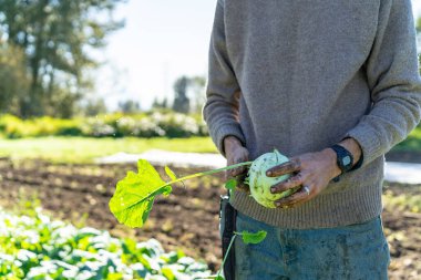 Sonbahar hasadı sırasında taze organik kohlrabi buduyor.