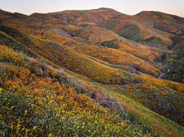 Walker Kanyonu, Kaliforniya 'da Superbloom