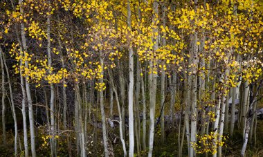 Aspen Korusu Breckenridge, Colorado 'da sonbaharda