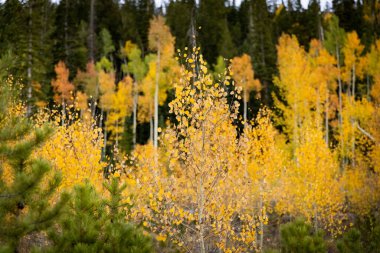 sonbaharda kavak grove