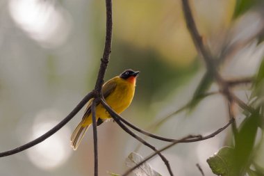 Bir ağacın dallarında böcek arayan siyah başlı bir bülbül kuşu.