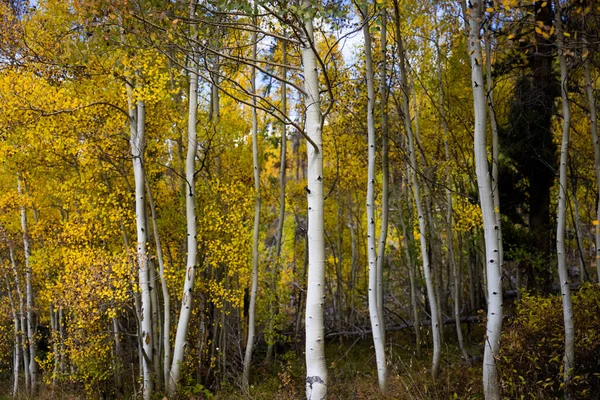 Аспен Гроув Осенью Брекенридже Колорадо — стоковое фото