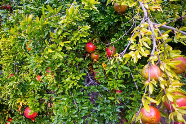 Pomegranates Tree Orchard Farm — Stock Photo, Image