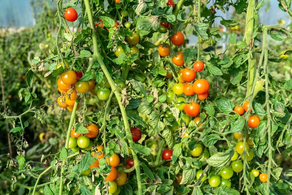 Herança Tomates Orgânicos Coloridos Maduros Videira — Fotografia de Stock