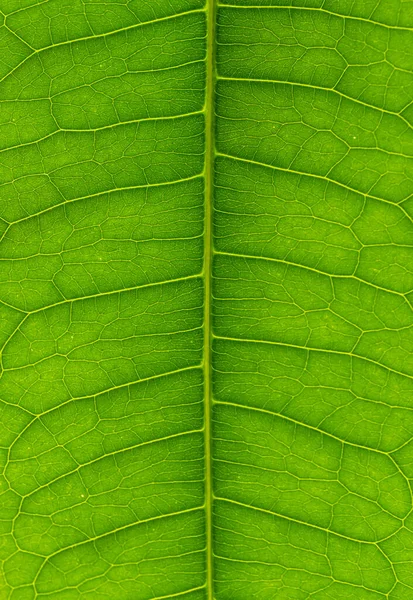 Close Macro Shot Details Veins Bright Green Leaf — Stock Photo, Image