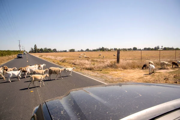 Una Manada Cabras Detiene Tráfico Una Concurrida Carretera Rural — Foto de Stock