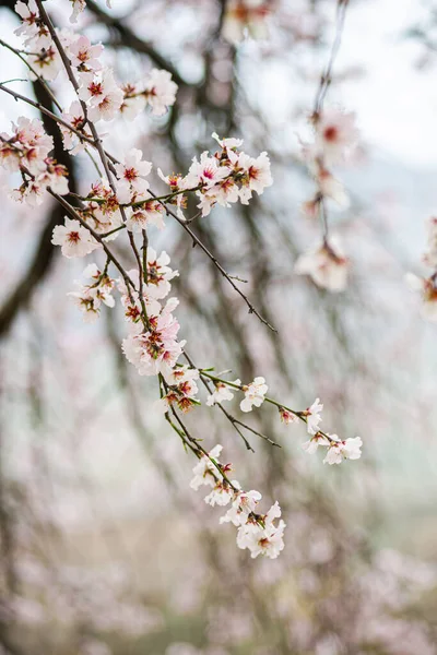 Bela Amendoeira Florescendo Jardim Primavera — Fotografia de Stock
