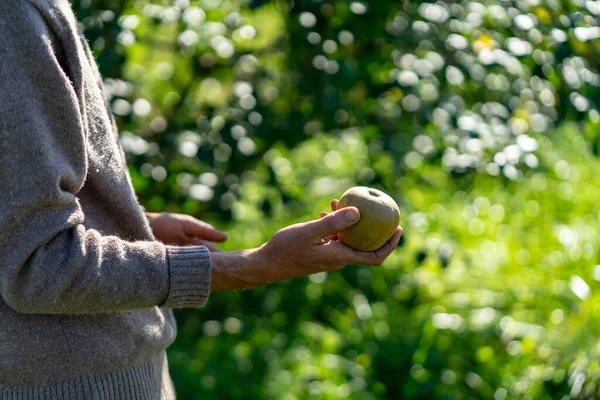 Farmer holding an apple at the farm in Washington