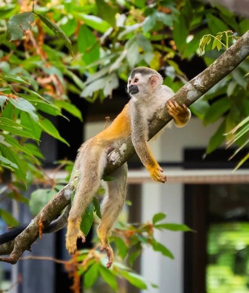 Zbliżenie Małpy Wiewiórki Układanie Drzewie Dżungli Kostaryki — Zdjęcie stockowe