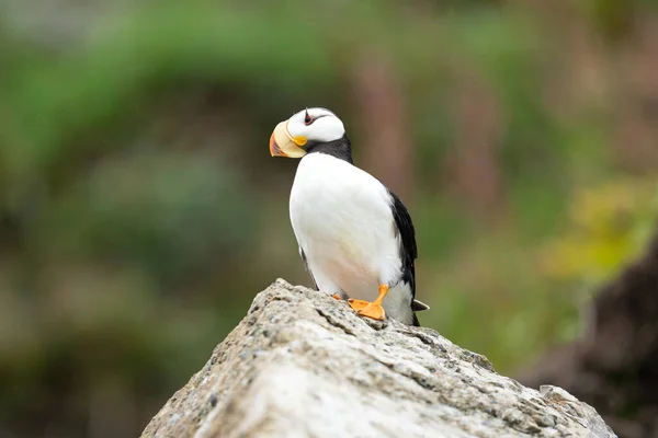 Horned Puffin Perching Rock — Stock Photo, Image