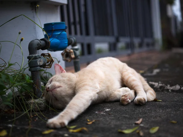 Lata Katten Sola Gatan Begreppet Bra Väder Dag — Stockfoto