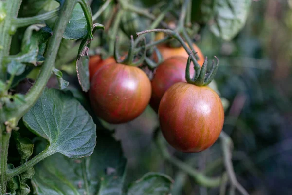Κληρονομικό Κειμήλιο Ώριμες Πολύχρωμες Οργανικές Ντομάτες Στο Αμπέλι — Φωτογραφία Αρχείου