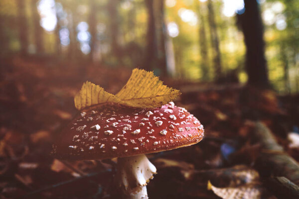 Mushroom (fly-agaric, amanita) under yellow autumnal leaf. Autumn mood concept, flare