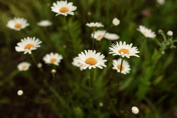Nahaufnahme Von Weißen Gänseblümchen Einem Feld Grüner Pflanzen Frühling — Stockfoto