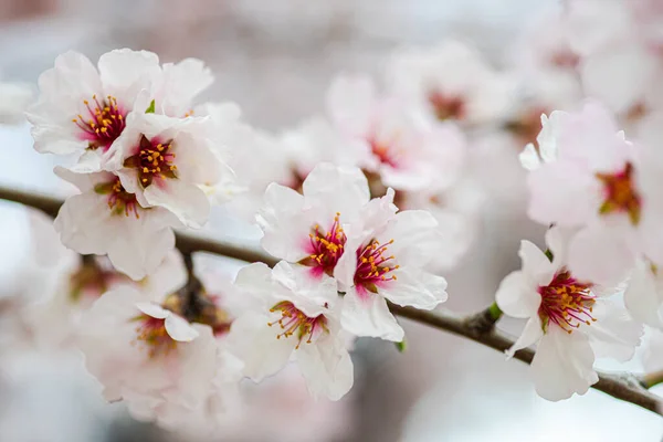 Красиве Мигдалеве Дерево Цвіте Весняному Саду — стокове фото