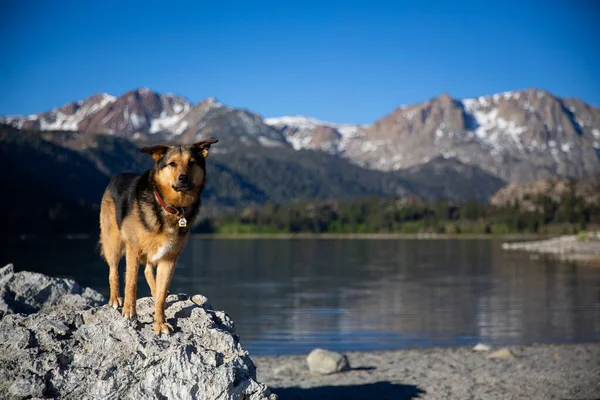 Perro Amanecer Sobre June Lake California —  Fotos de Stock