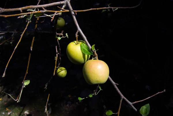四个苹果在一片漆黑的果园里被太阳照得发亮 — 图库照片