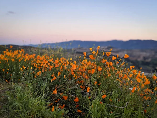 Atardecer Sobre Amapolas Durante Superfloración California — Foto de Stock