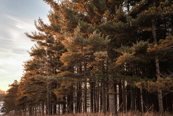 Las Sosny Liniowej Lub Wiecznie Zielonych Drzew Przez Beżową Trawę — Zdjęcie stockowe