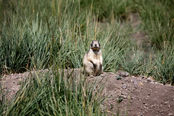White Tailed Prairie Dog Cynomys Leucurus Sits Atop Its Burrow — Stock Photo, Image
