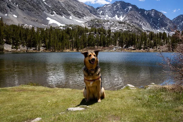 Cão Uma Caminhada Sierra Oriental — Fotografia de Stock