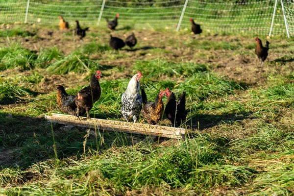 Szabadtartású Csirkék Washingtoni Biogazdaságban — Stock Fotó