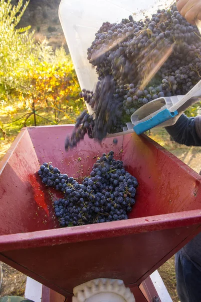 Grapes Get Poured Hopper Wine Stemmer — Stock Photo, Image