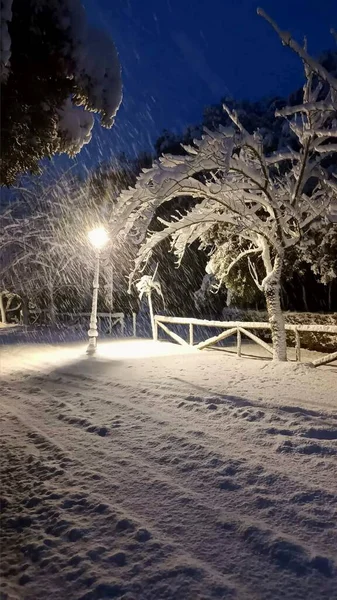 Freshly Falling Snow Illuminated Tree — Stock Photo, Image